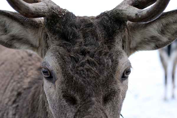 Hirsch 1