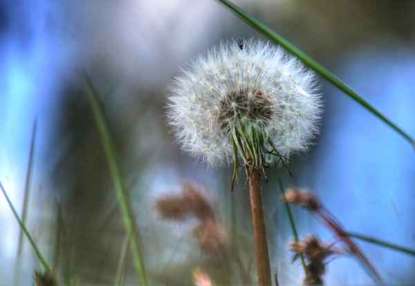 Aus Sicht der Insekten