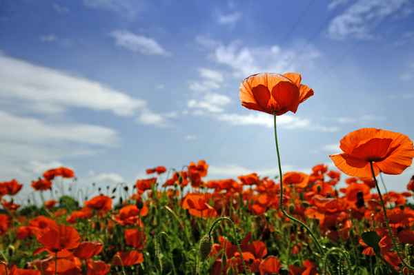 Mohn vom Mond