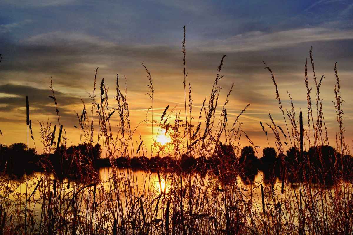 Sonnengräser 2