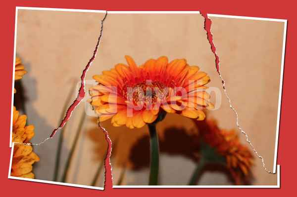 Gerbera