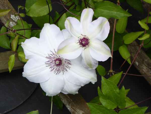 Clematisblütenpärchen