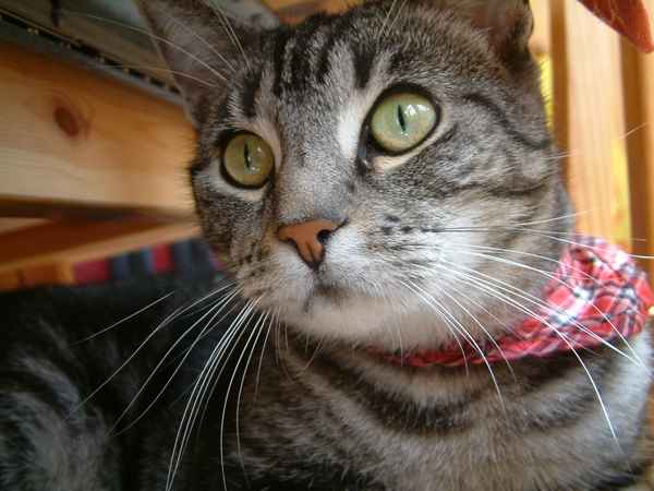 Da staunt die Katze...