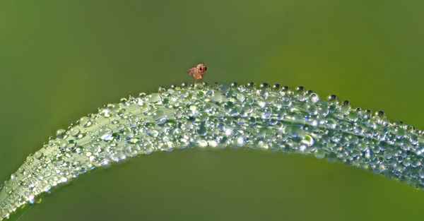 Halm mit Tautropfen und kleiner Fliege