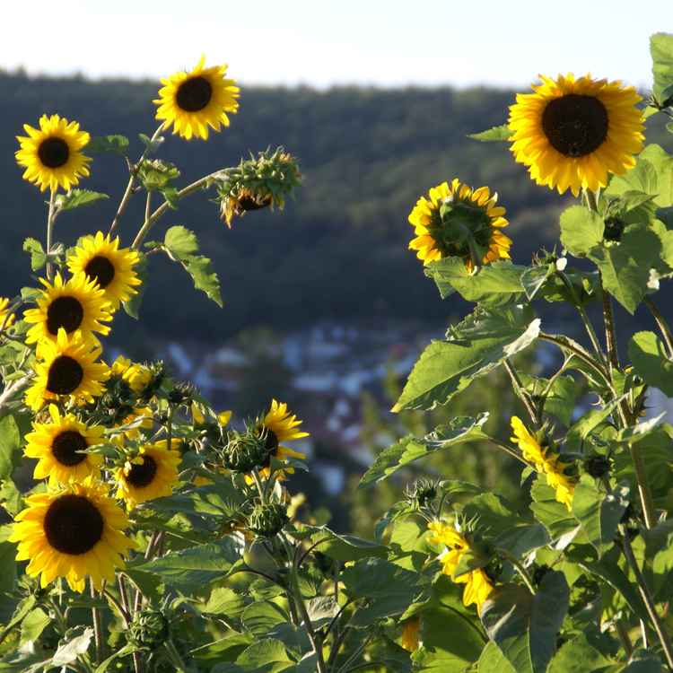 Sonnenblumen in der Pfalz