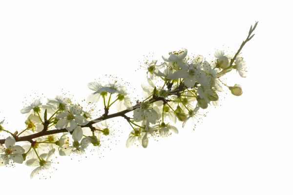 obstblüte im morgenlicht, high-key