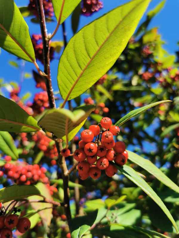 Vogelbeere vor blauem Himmel