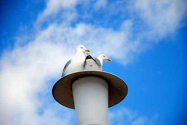 Möwen