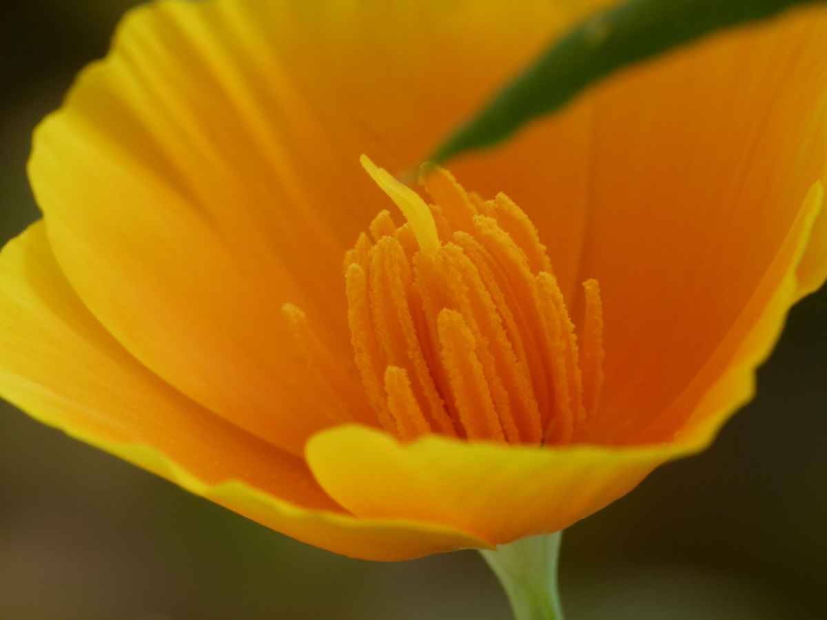 gelbe blüte