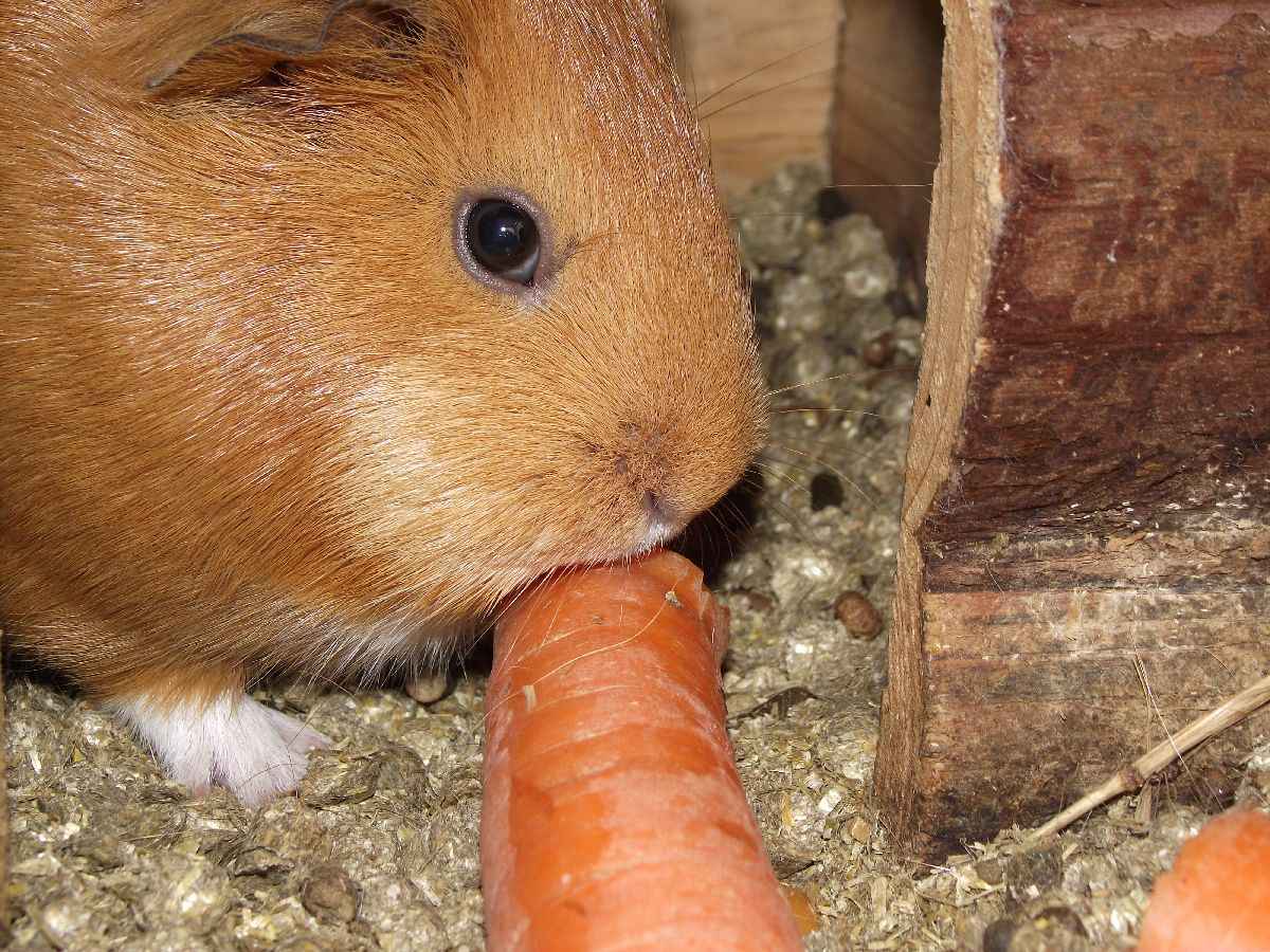 Meerschwein mit Karotte