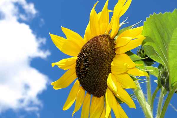 Der Sonne entgegen