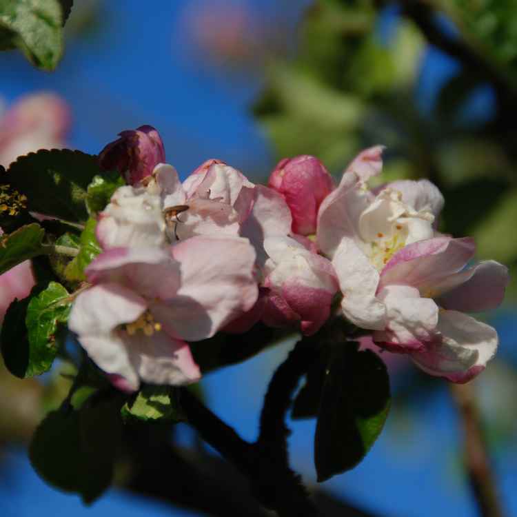 Apfelblüte 04