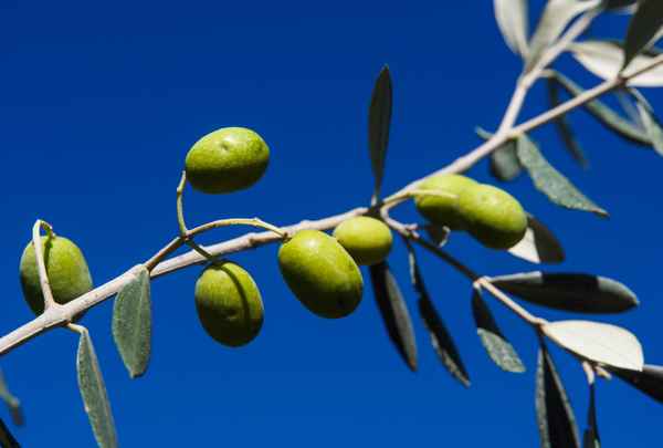 Grüne Oliven am Zweig