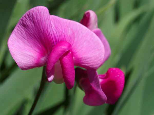 Gartenschmuck