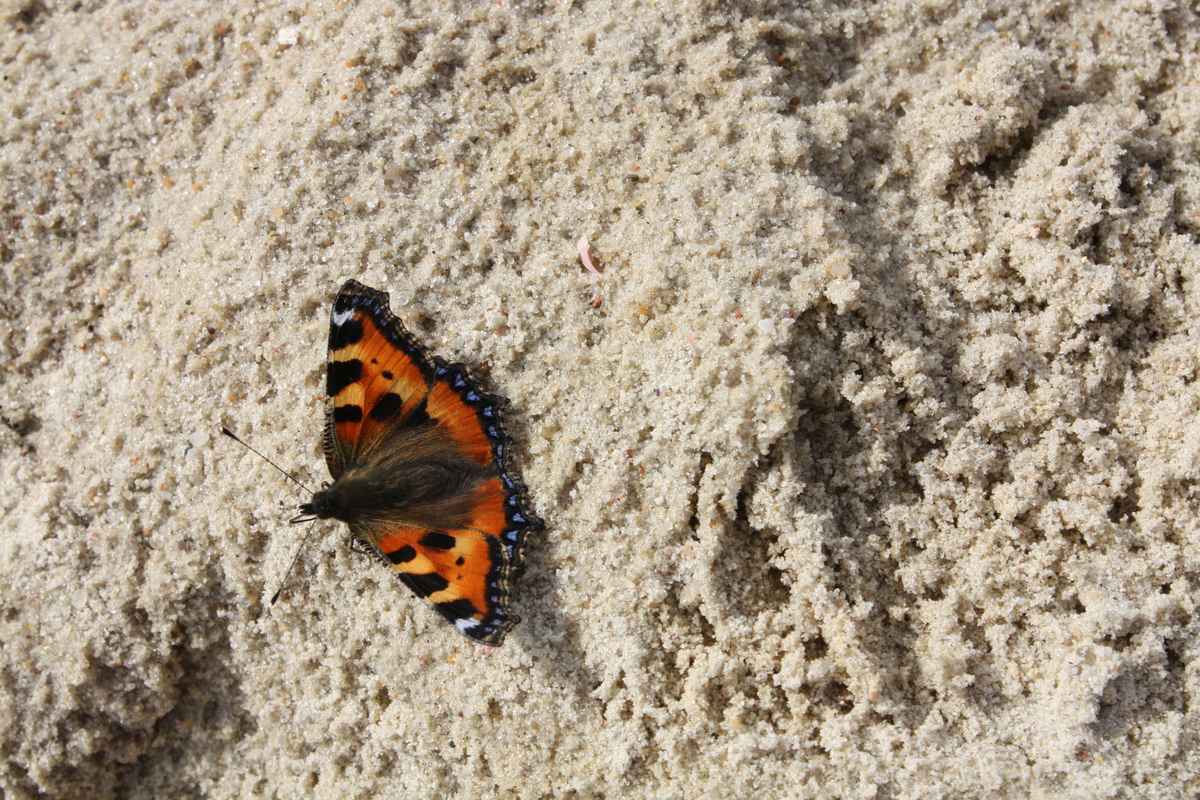 Schmetterling im Urlaub