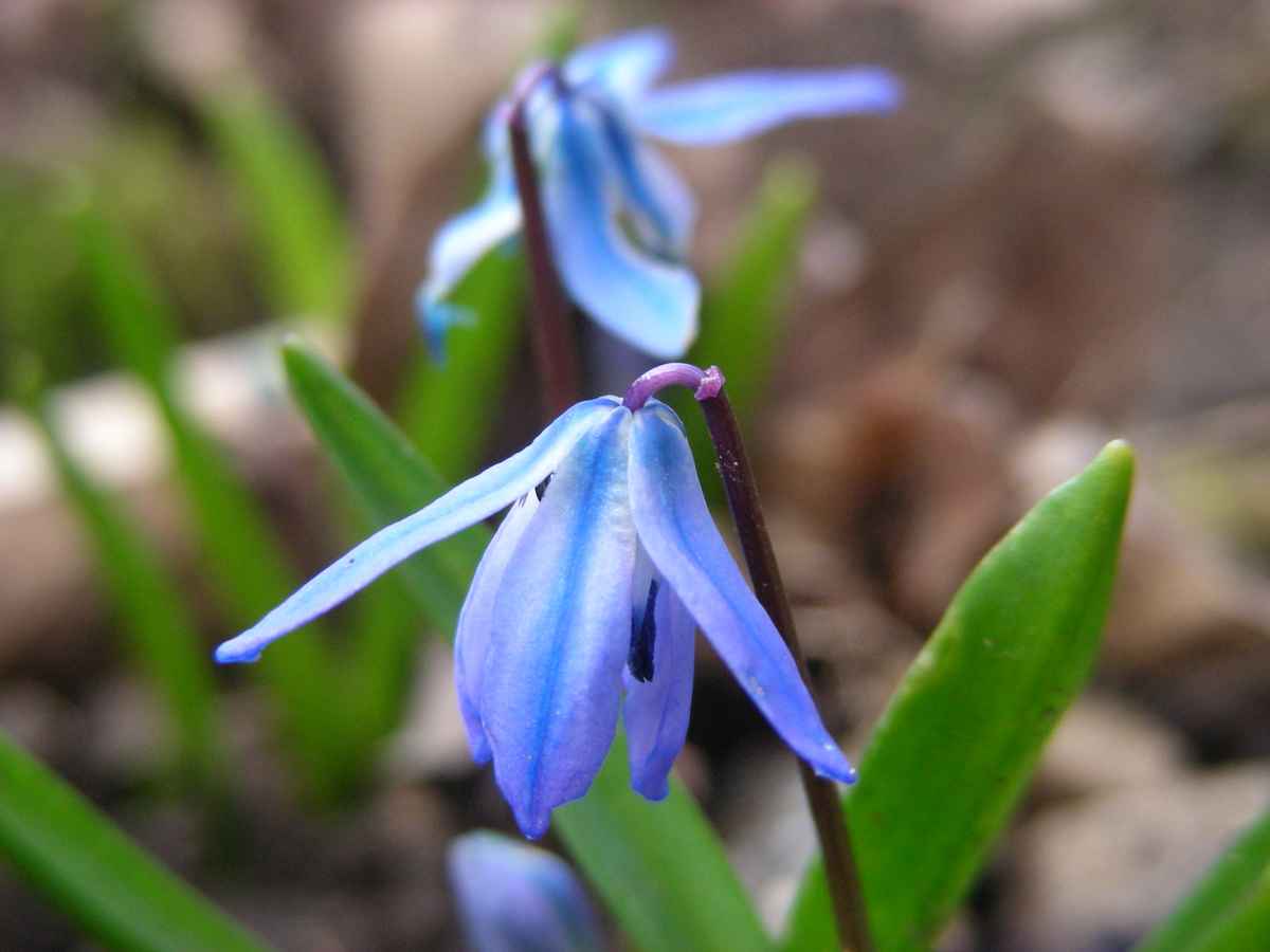 Scilla - blau