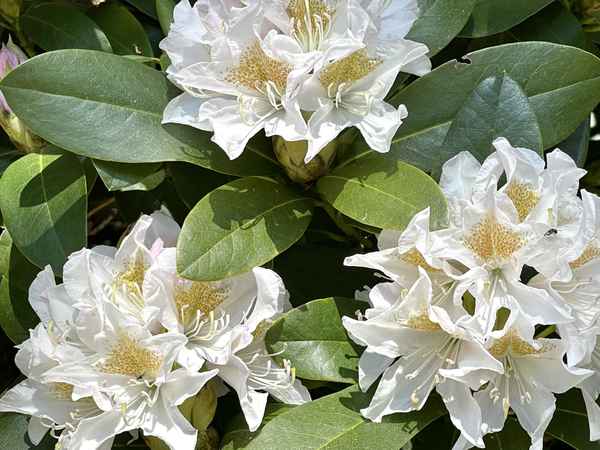 Rhododendren