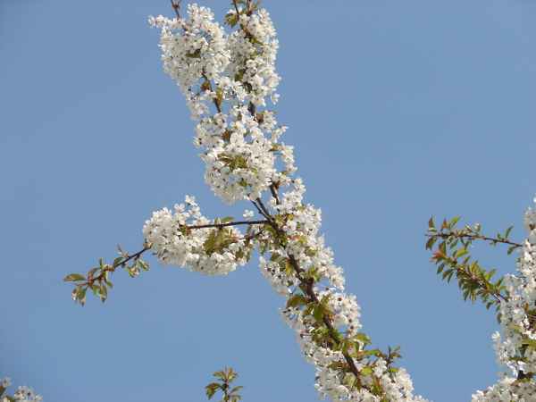 Obstbaumblüte