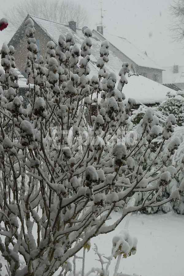 Garten im Schnee