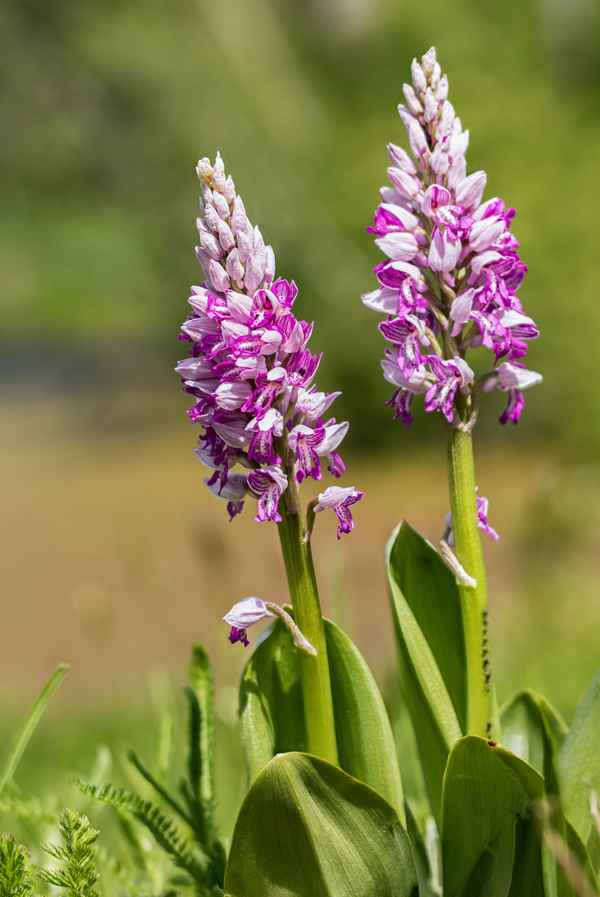 Orchis militaris