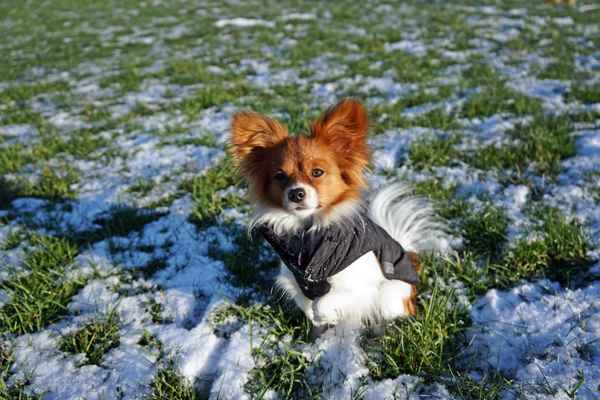 Philomena im Schnee