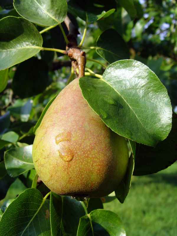 Alte Birnensorte