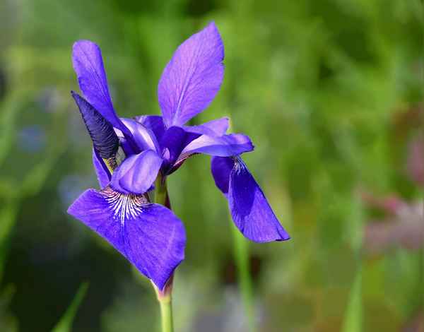 Schwertlilie ,Iris