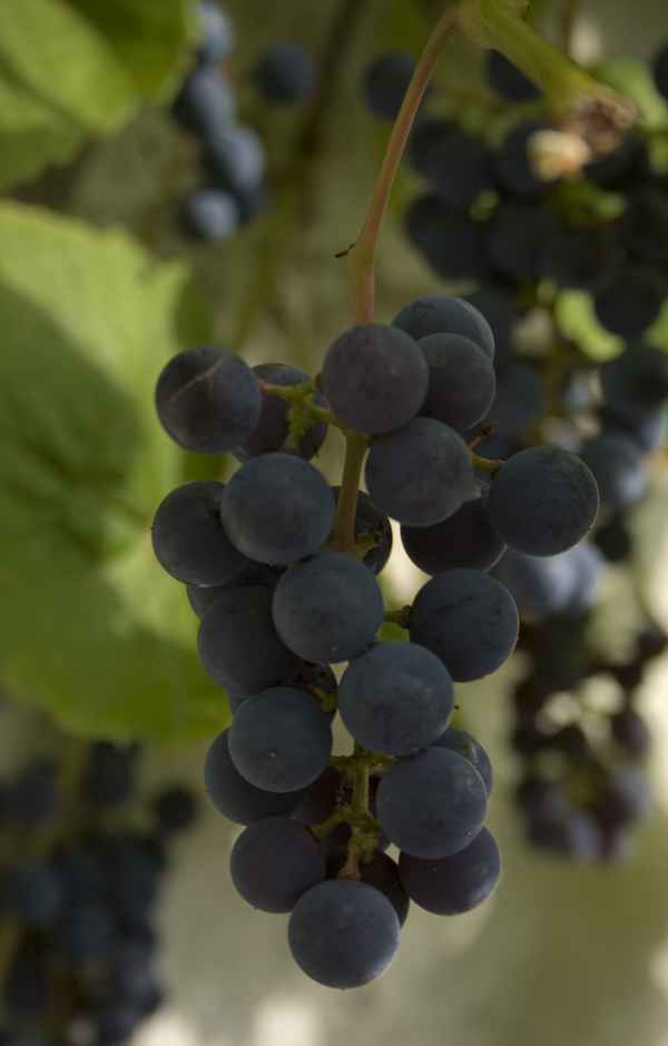 Blaue Trauben 5