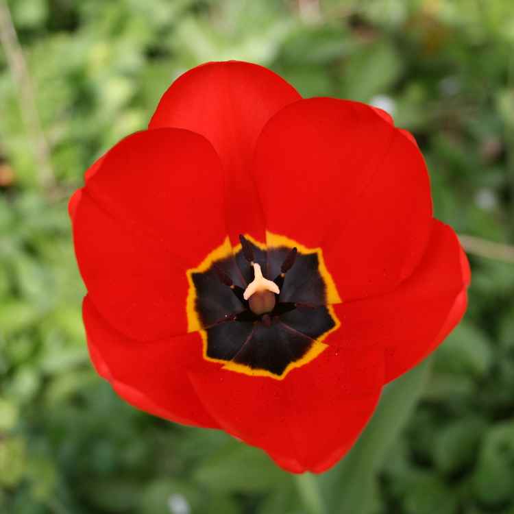 Rote Tulpen