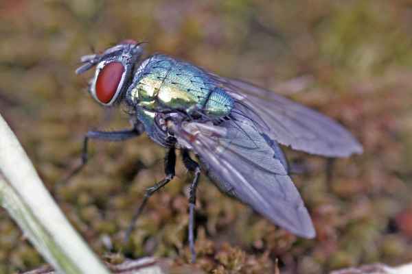 Schmeißfliege279
