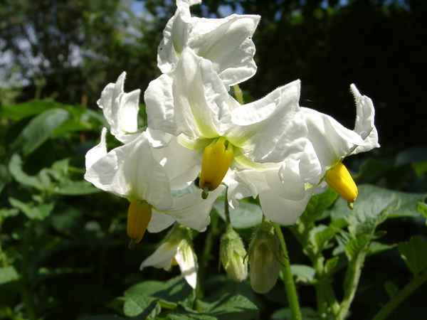 Kartoffelblüte