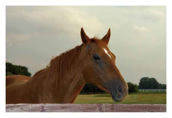 Pferd 2