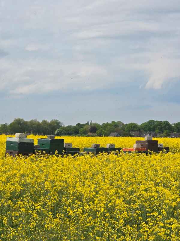  Raps und Bienenkörbe