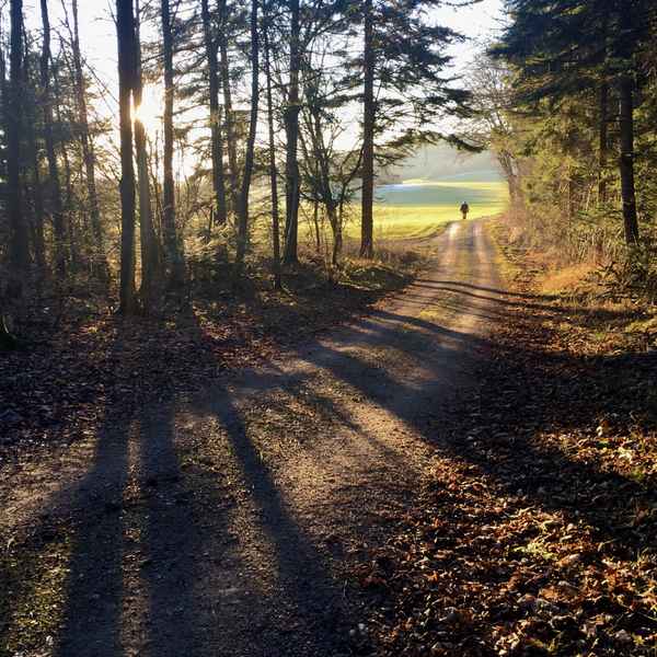 Waldspaziergang Herbstnachmittag