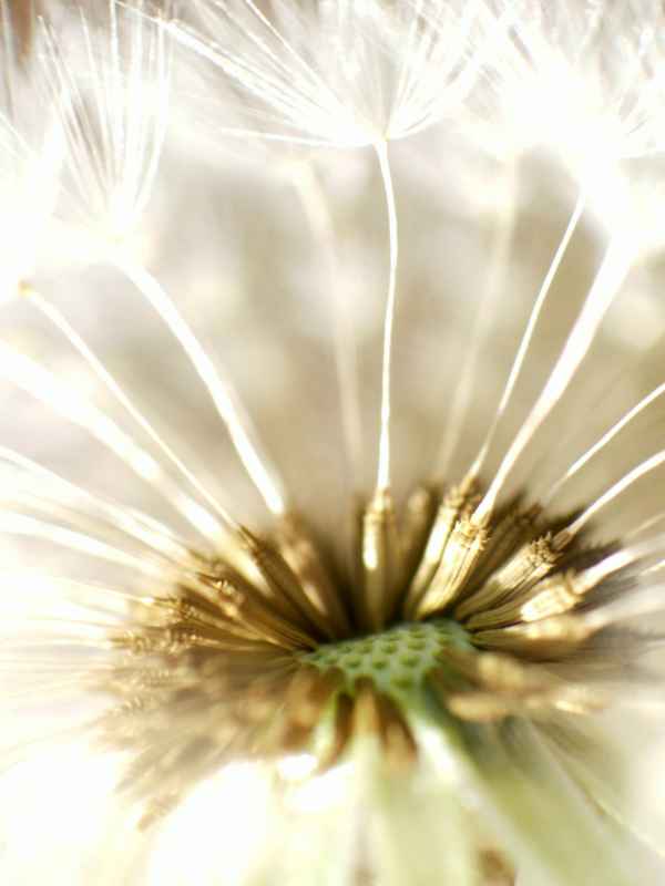 Wind, Wind, trag uns fort geschwind