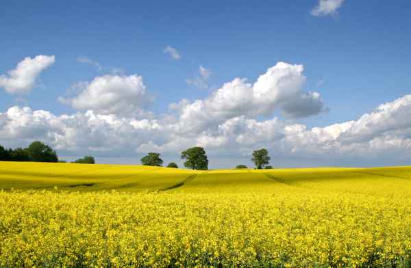 Rapsfeld Frühling