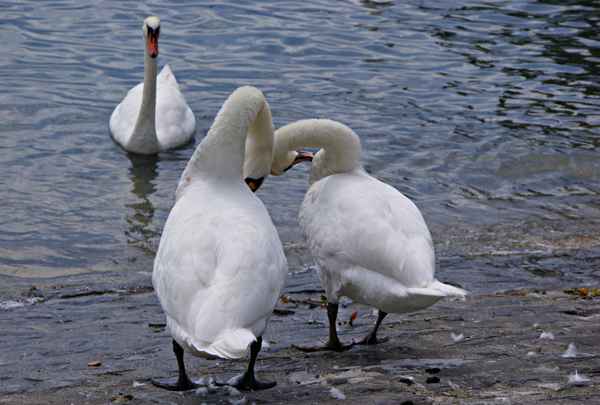 Schwäne am Genfersee 1