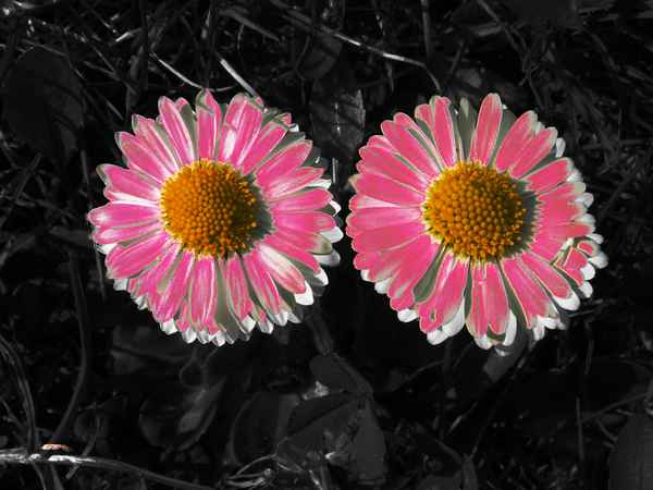 Bellis Duo