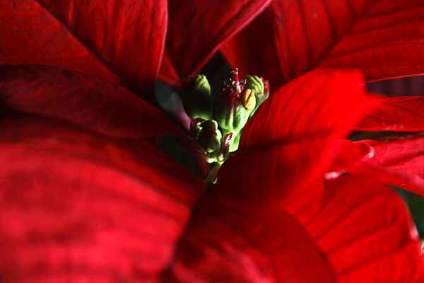 christstern im inneren