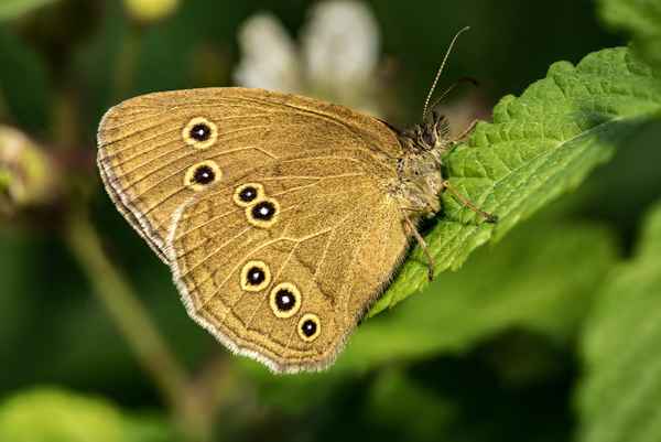 Brauner Waldvogel - 3