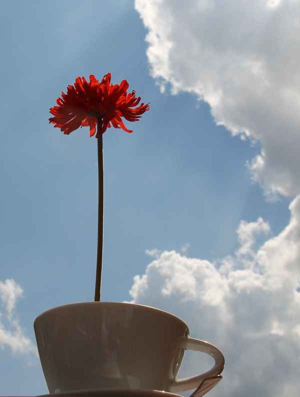 Blumiger Kaffee 01