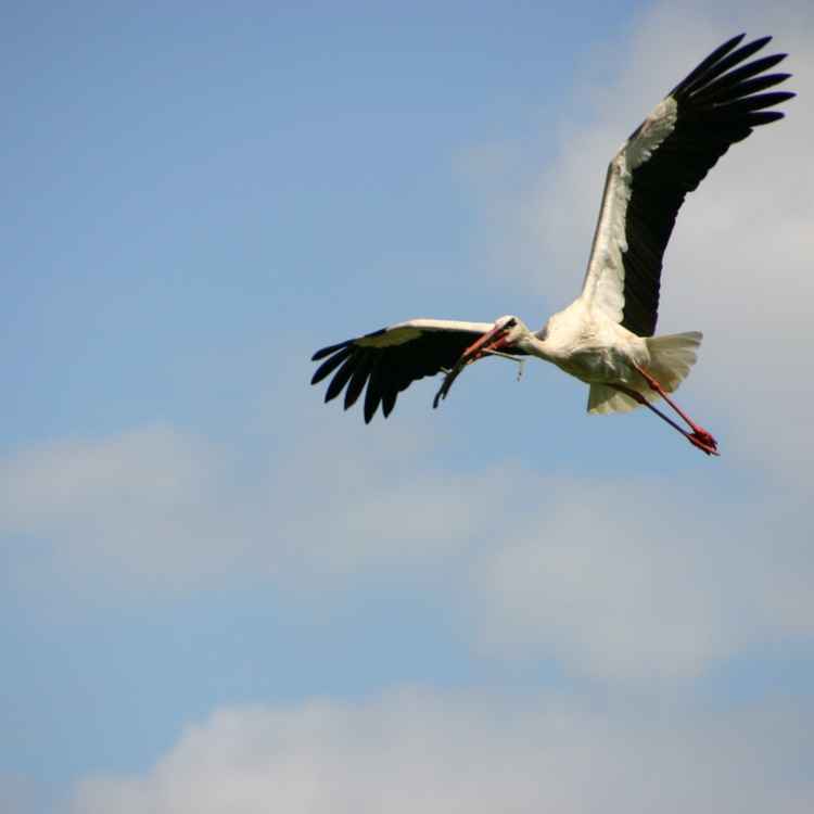 Storch im Flug Marchegg
