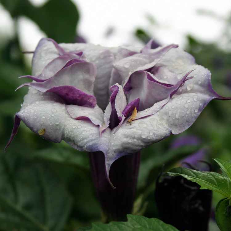 Giverny, Blumen aus Claude Monet's Garten