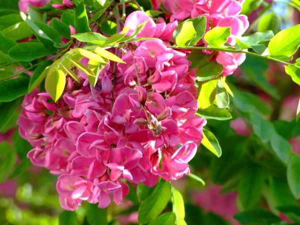 Rubinienblüte