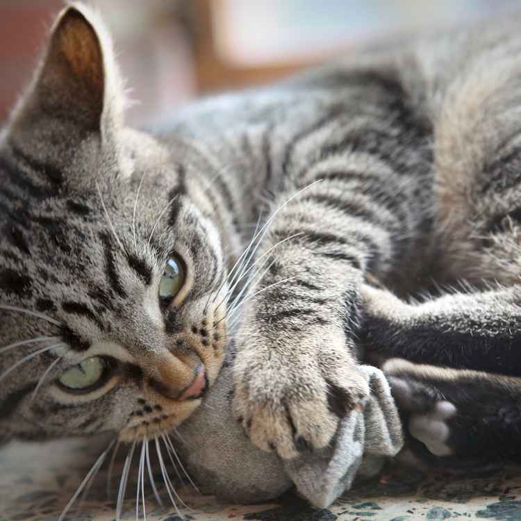 Tigerchen spielt mit Baldriansocke