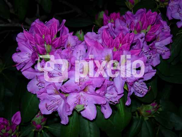Rhododendron