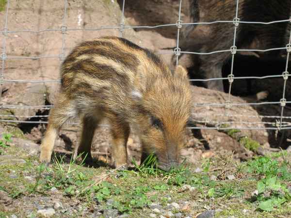 Wildschwein (Frischling)