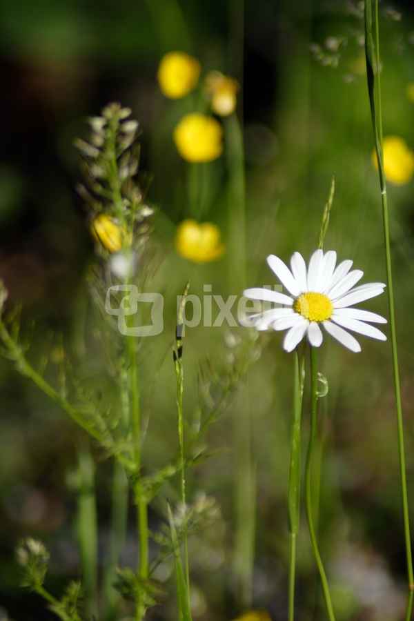 Waldblumen