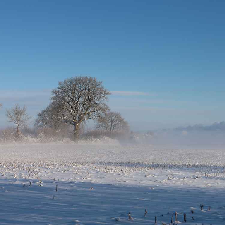 Schneelandschaft