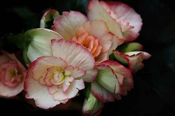 Begonia
